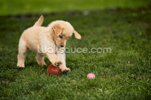 Dynamic Where Can I Play With Puppies Picture Art Dynamic Where Can I Play With Puppies Picture Art