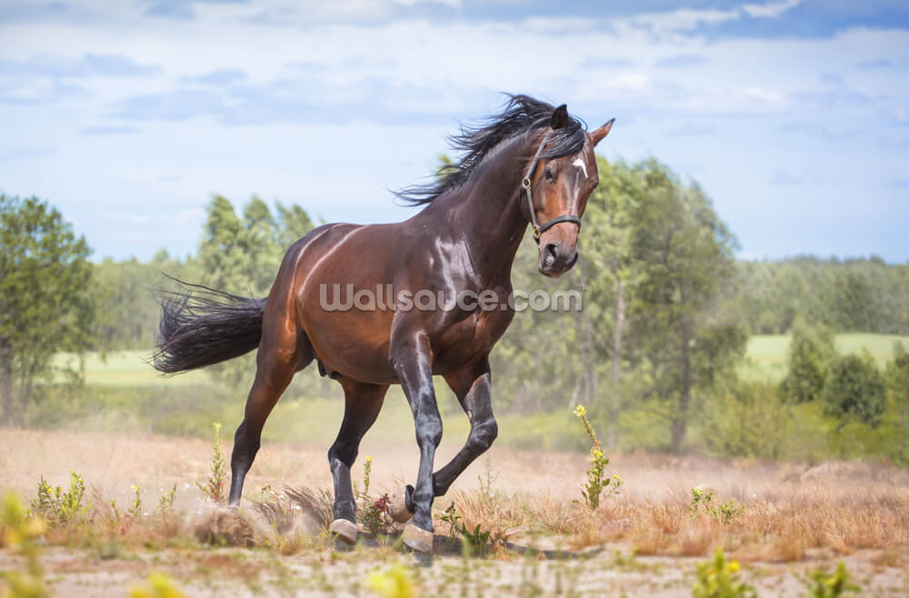Beautiful Horse in Motion Wallpaper Mural | Wallsauce UK