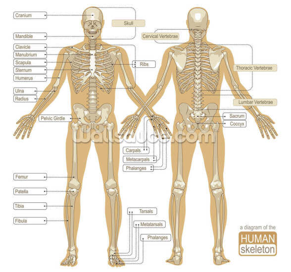 Diagram of the Human Skeleton Wallpaper Mural | Wallsauce UK