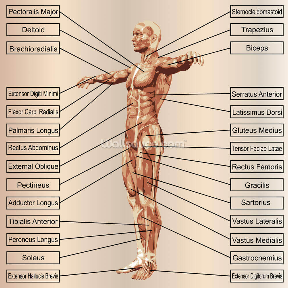 Menschliche Mannliche Anatomie Mit Muskeln Fototapete Wallsauce De