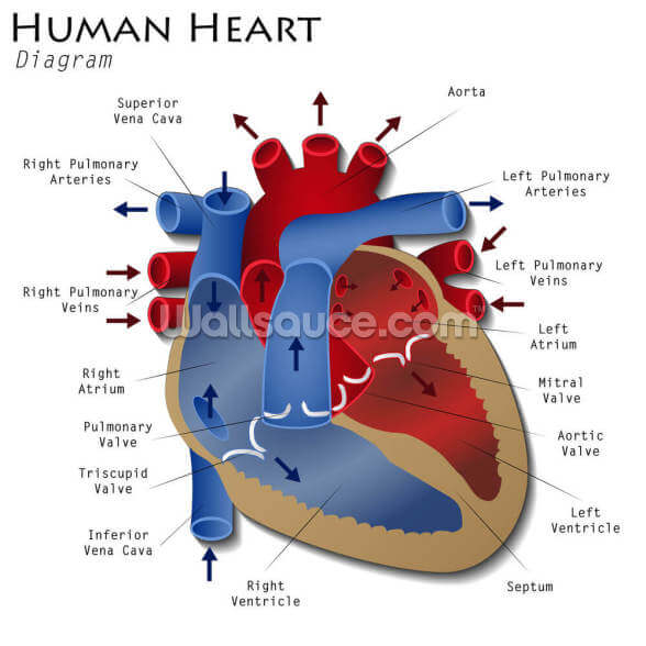 Human Heart Diagram Wallpaper Mural Wallsauce Us