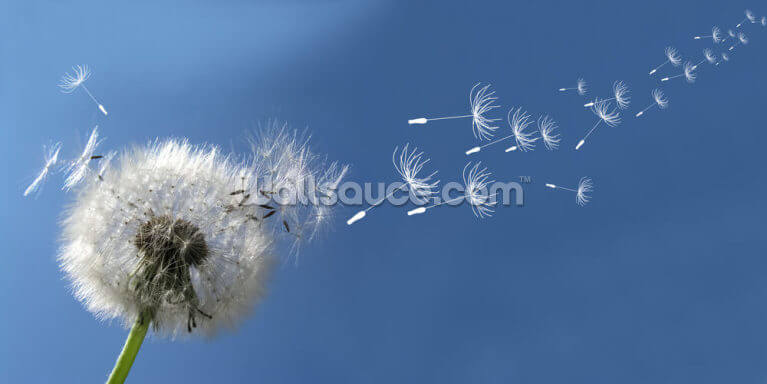 Dandelion Breeze Dandelion Breeze