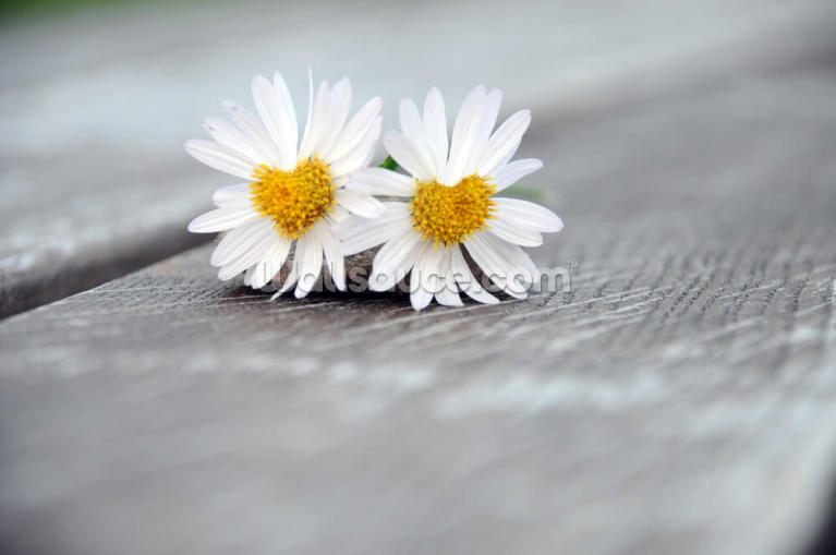 Daisy Twins Daisy Twins