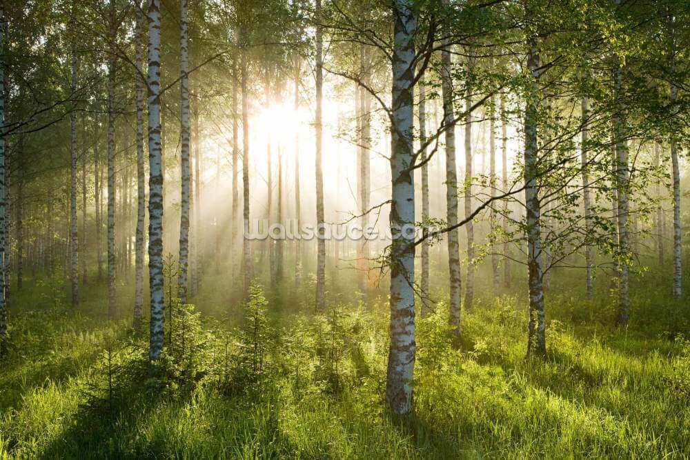 birch forest sunlight wallpaper mural wallsauce us