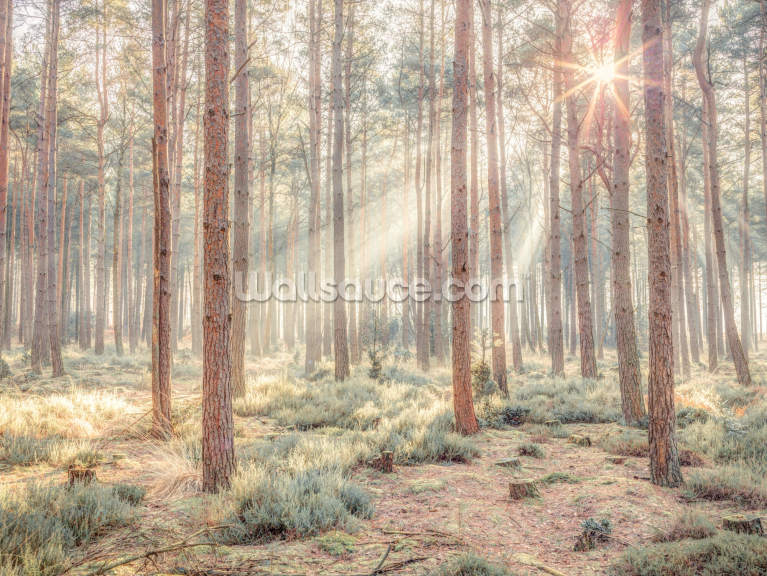 Misty Forest with Sunrays Misty Forest with Sunrays