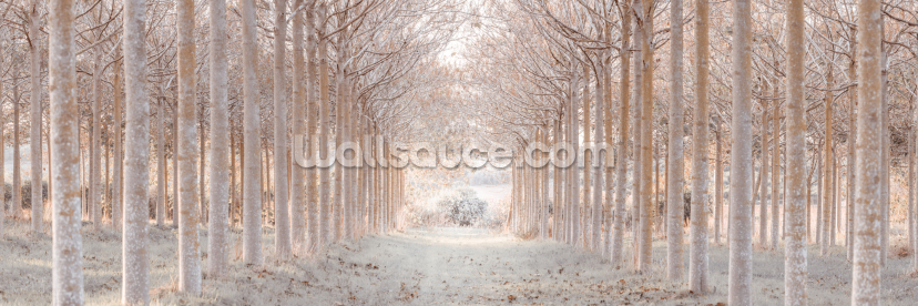 Snowy Trees in a Wonderland Snowy Trees in a Wonderland