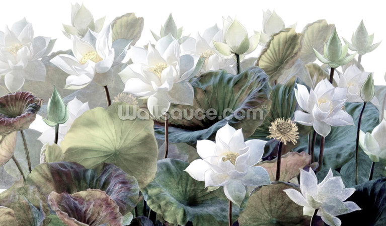 Lotus Scenery Lotus Scenery