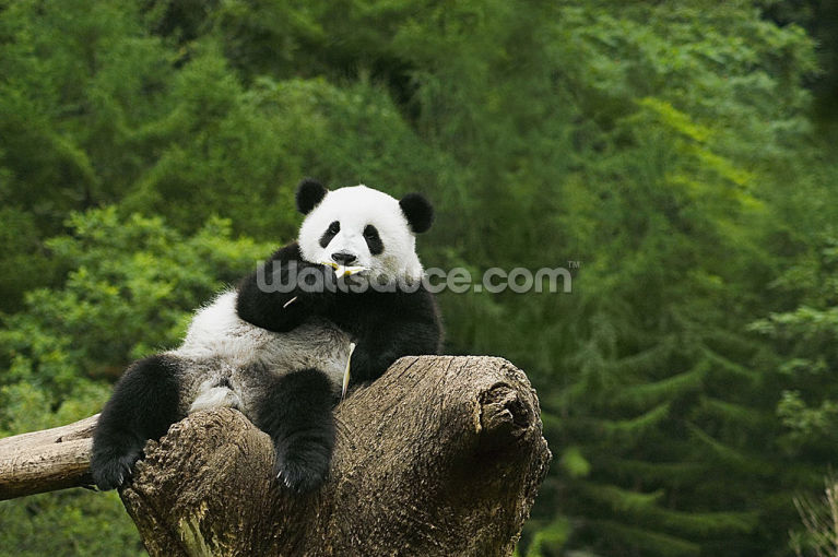 Panda Wallpaper & Panda Wall Art