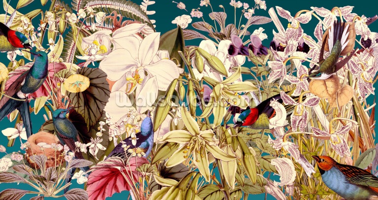 Wild Birdlife Wild Birdlife
