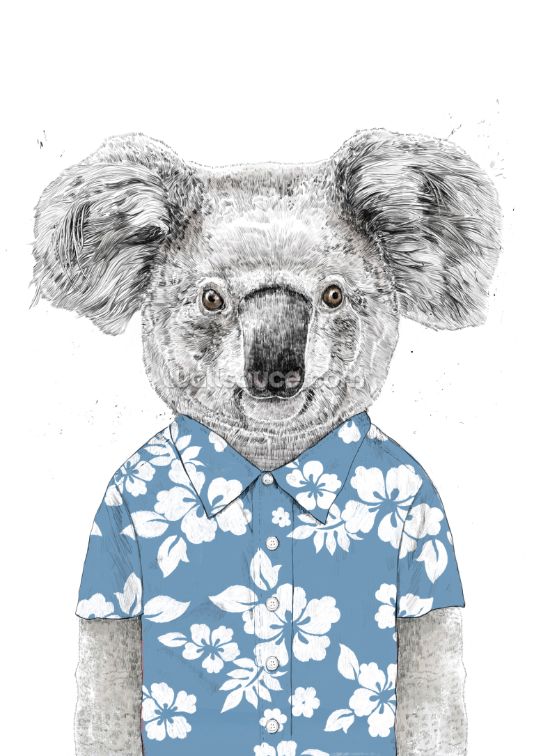 Summer Koala Blue Summer Koala Blue