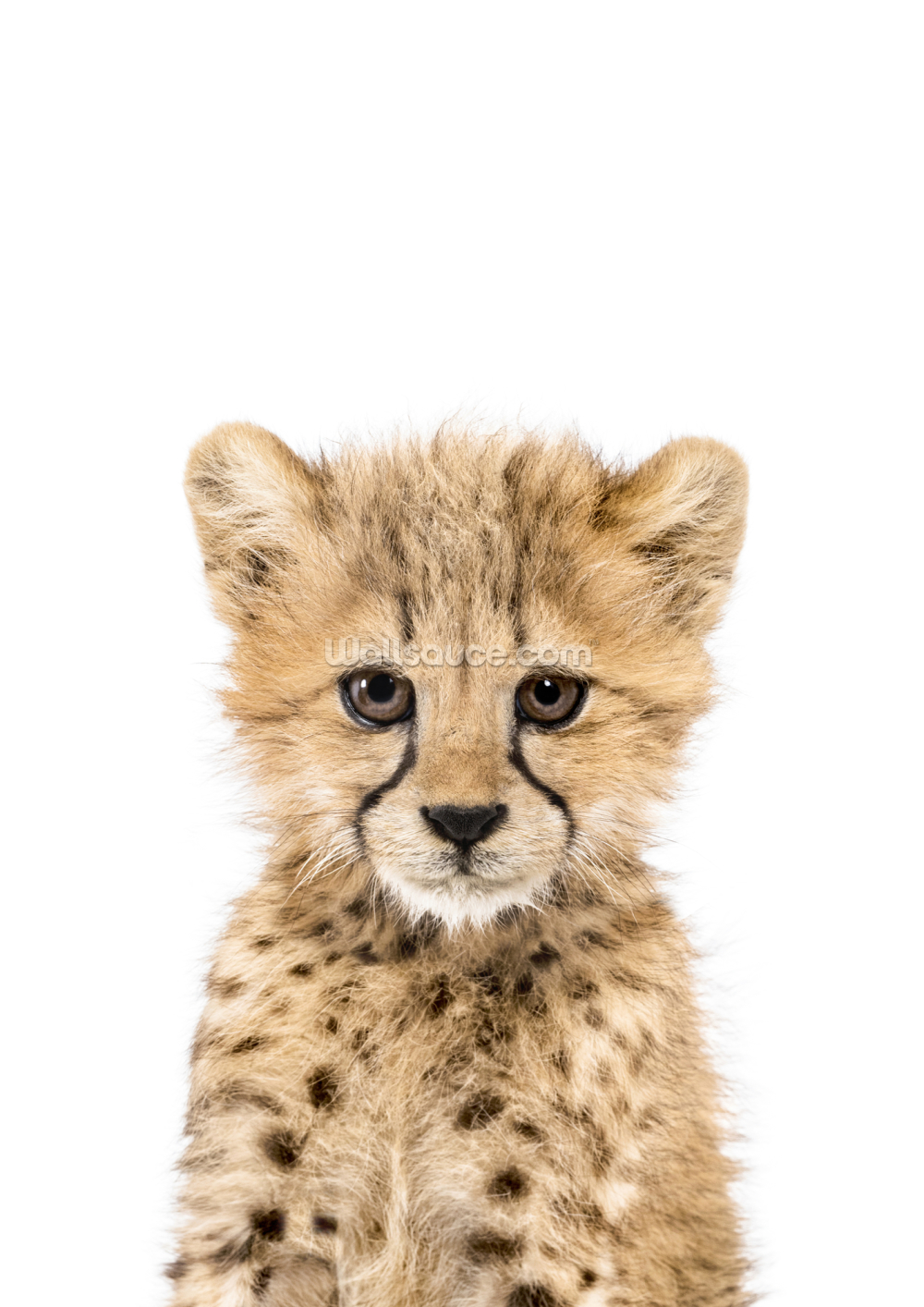Stephan Baby Cheetah Print Swaddle Blanket - 45" Square, 70% Viscose + 30% Cotton, Soft & Breathable, Gift Bag Included