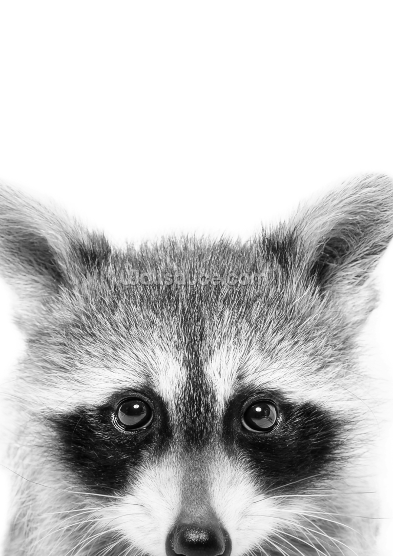 Peeking Raccoon Peeking Raccoon