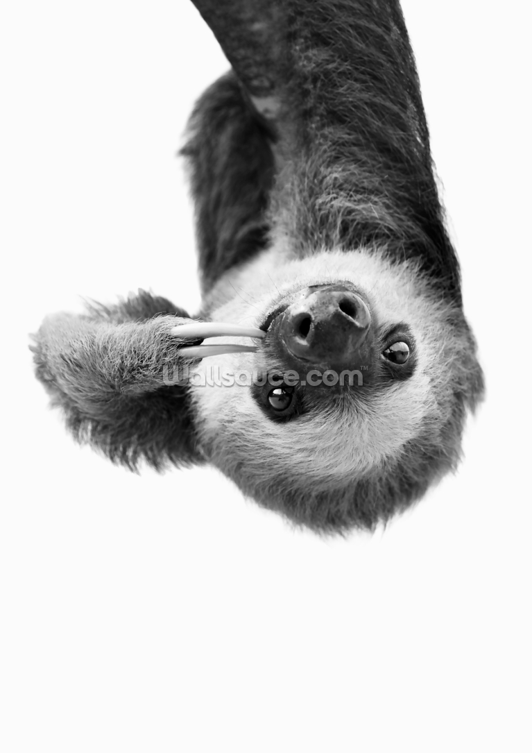 Sloth Black White Sloth Black White