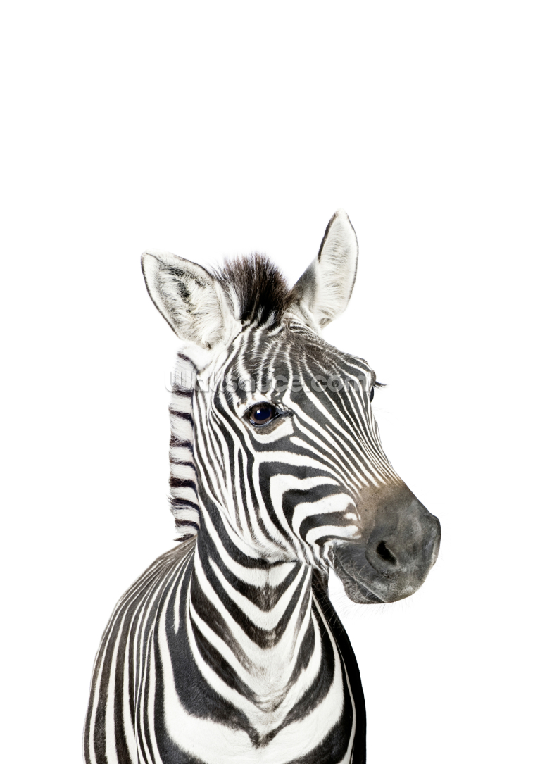 Zebra Zebra