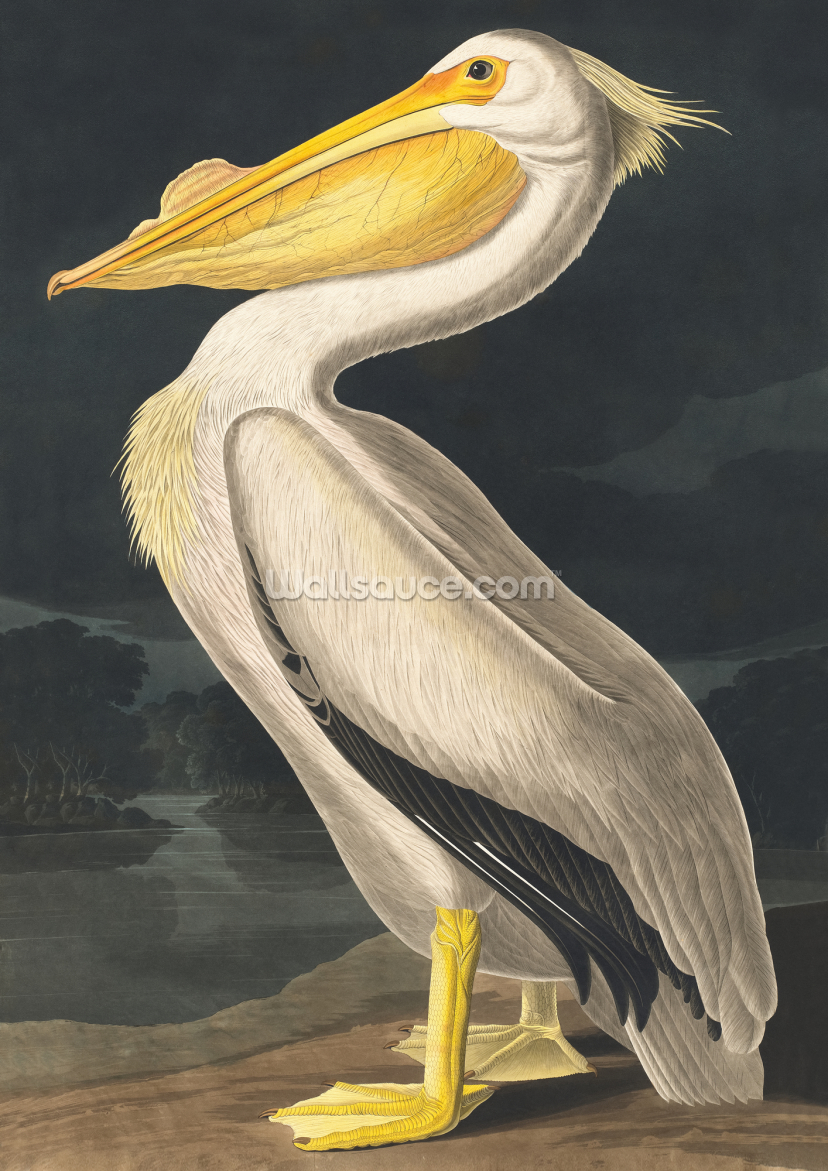 American White Pelican American White Pelican