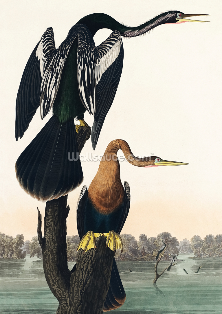 Black Bellied Darter Black Bellied Darter
