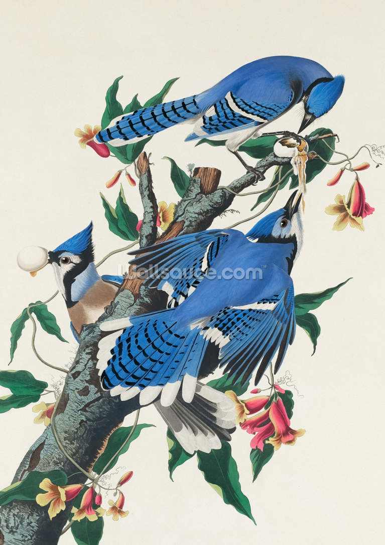 Blue Jay Blue Jay