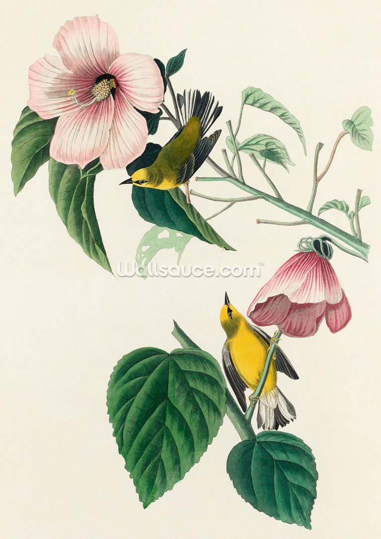 Blue Winged Yellow Warbler Blue Winged Yellow Warbler