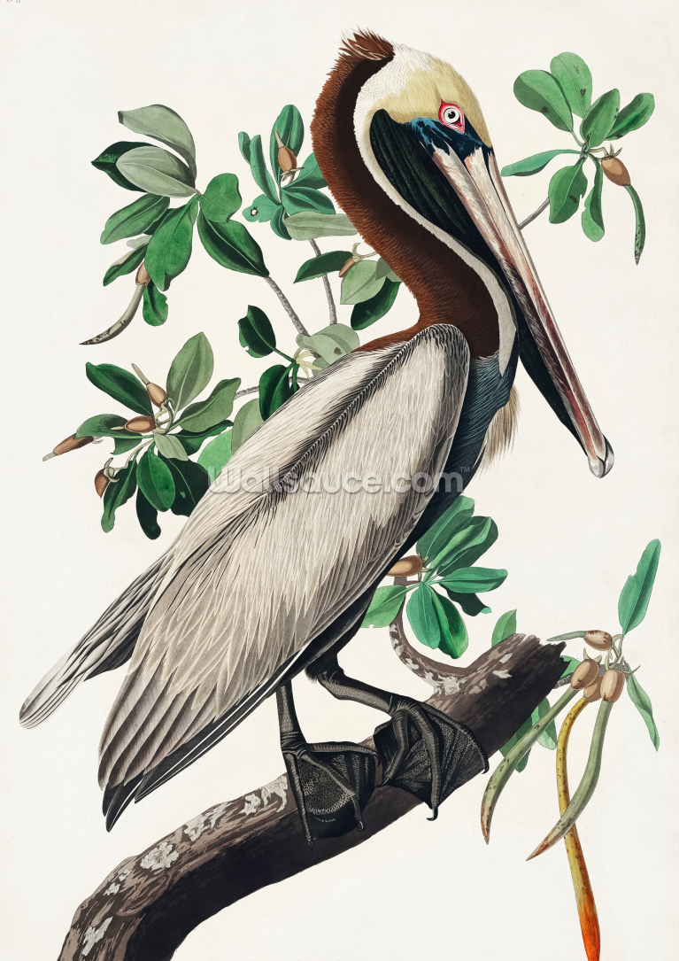 Brown Pelican Brown Pelican
