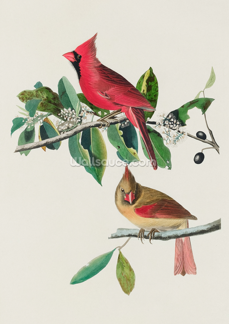 Cardinal Grosbeak Cardinal Grosbeak