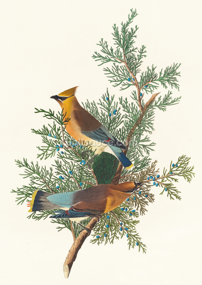 Cedar Bird Cedar Bird