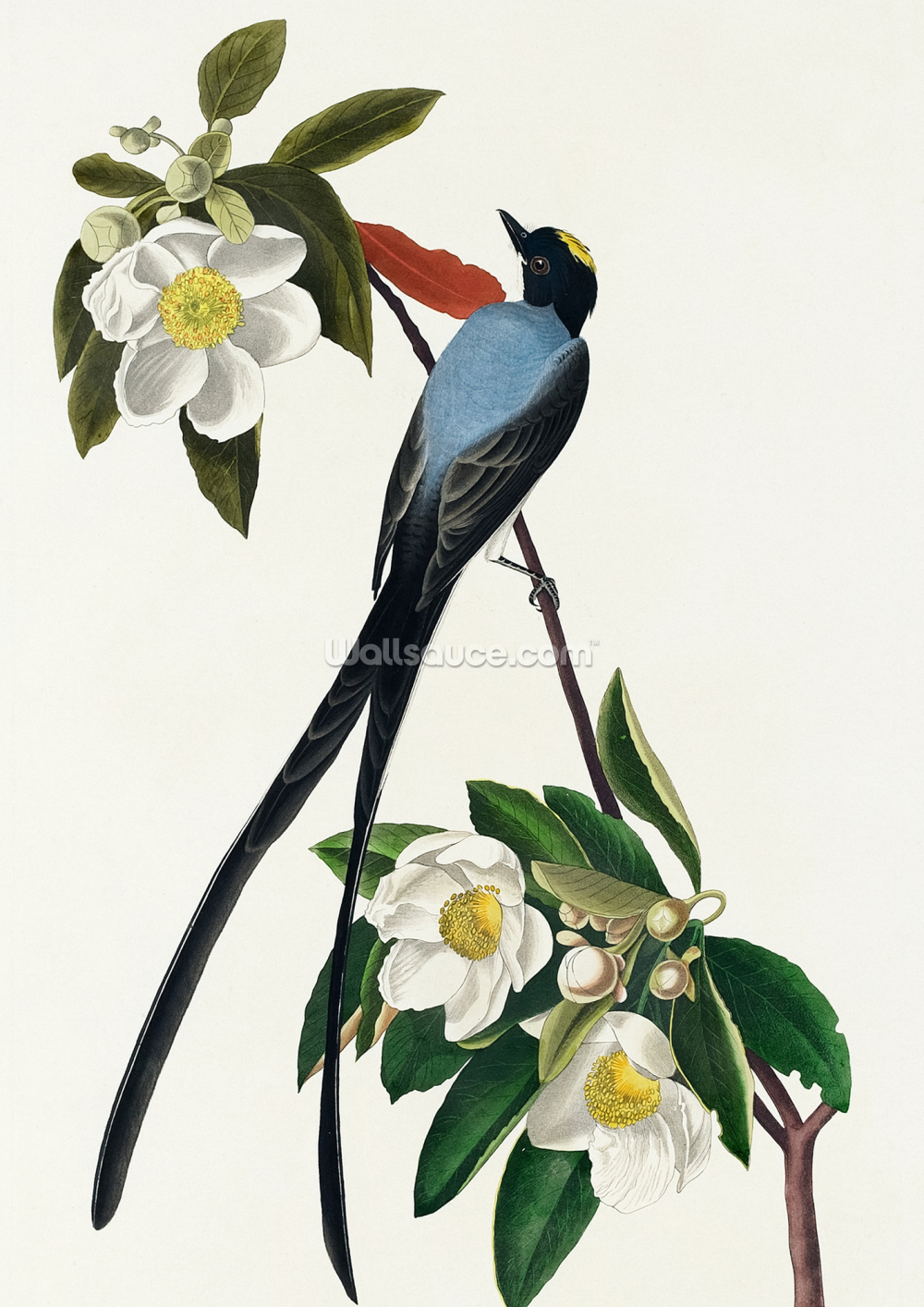 Fork tailed flycatcher print wallsauce uk