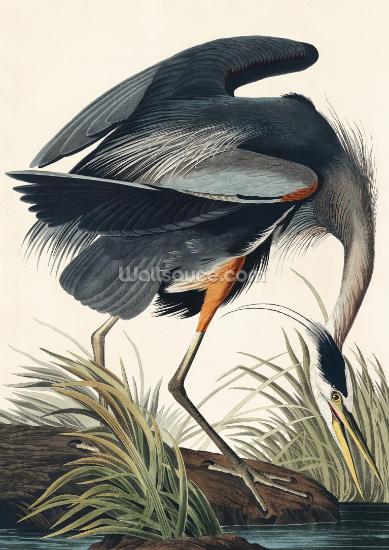 Great Blue Heron Great Blue Heron