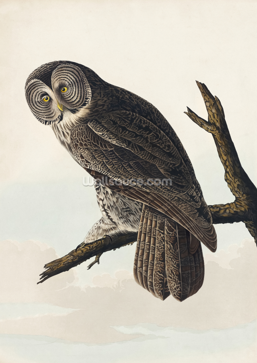 Great Cinereous Owl Great Cinereous Owl