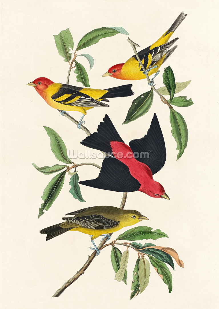 Louisiana Tanager and Scarlet Tanager Louisiana Tanager and Scarlet Tanager