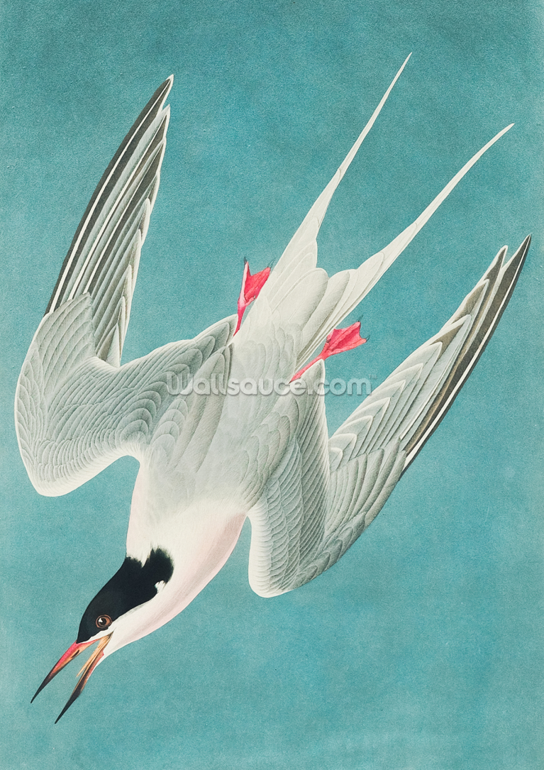 Roseate Tern Roseate Tern
