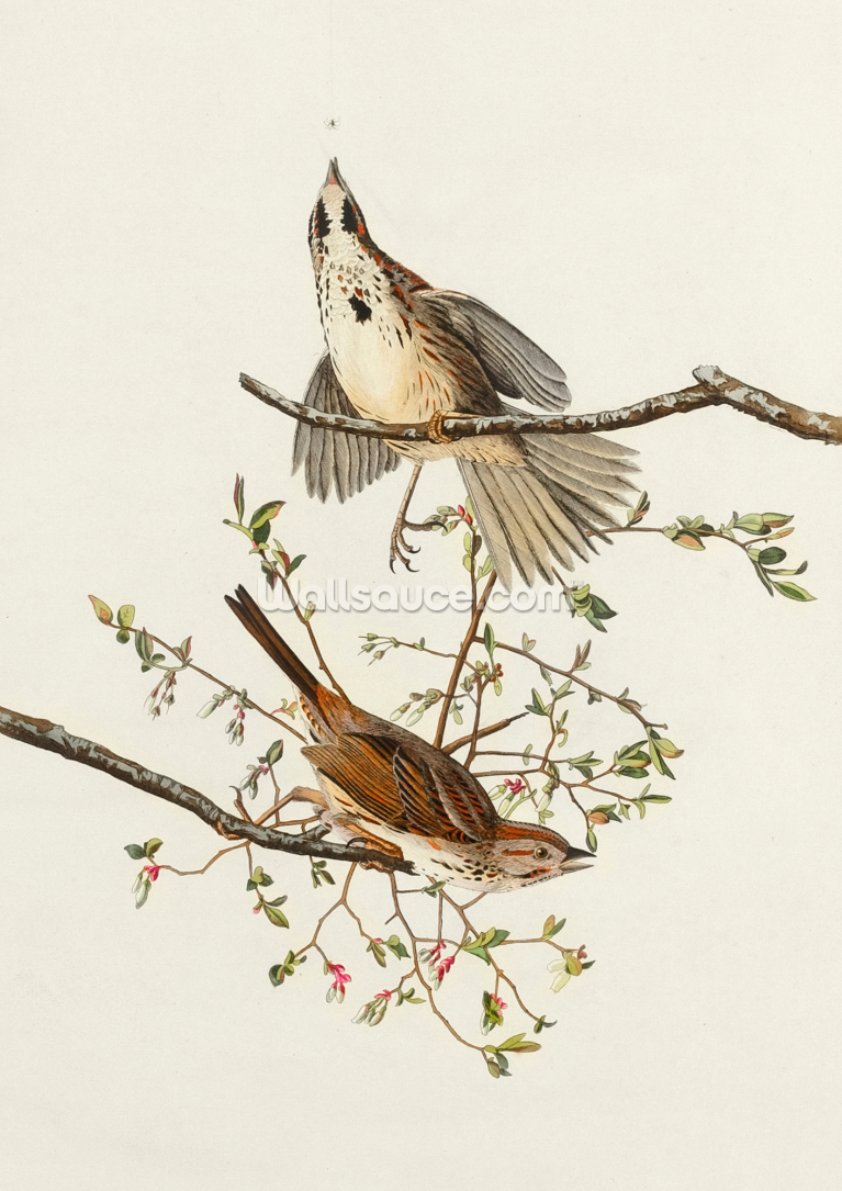 Song Sparrow Song Sparrow