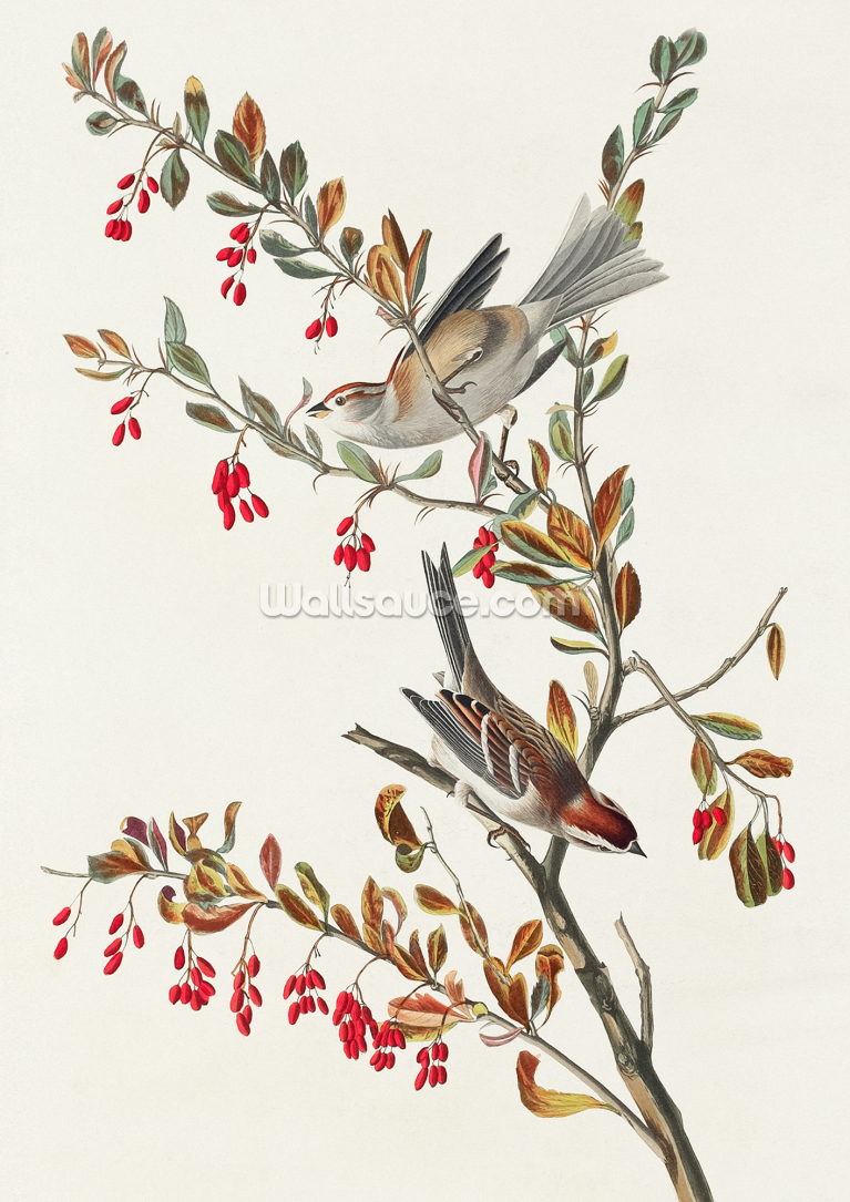Tree Sparrow Tree Sparrow