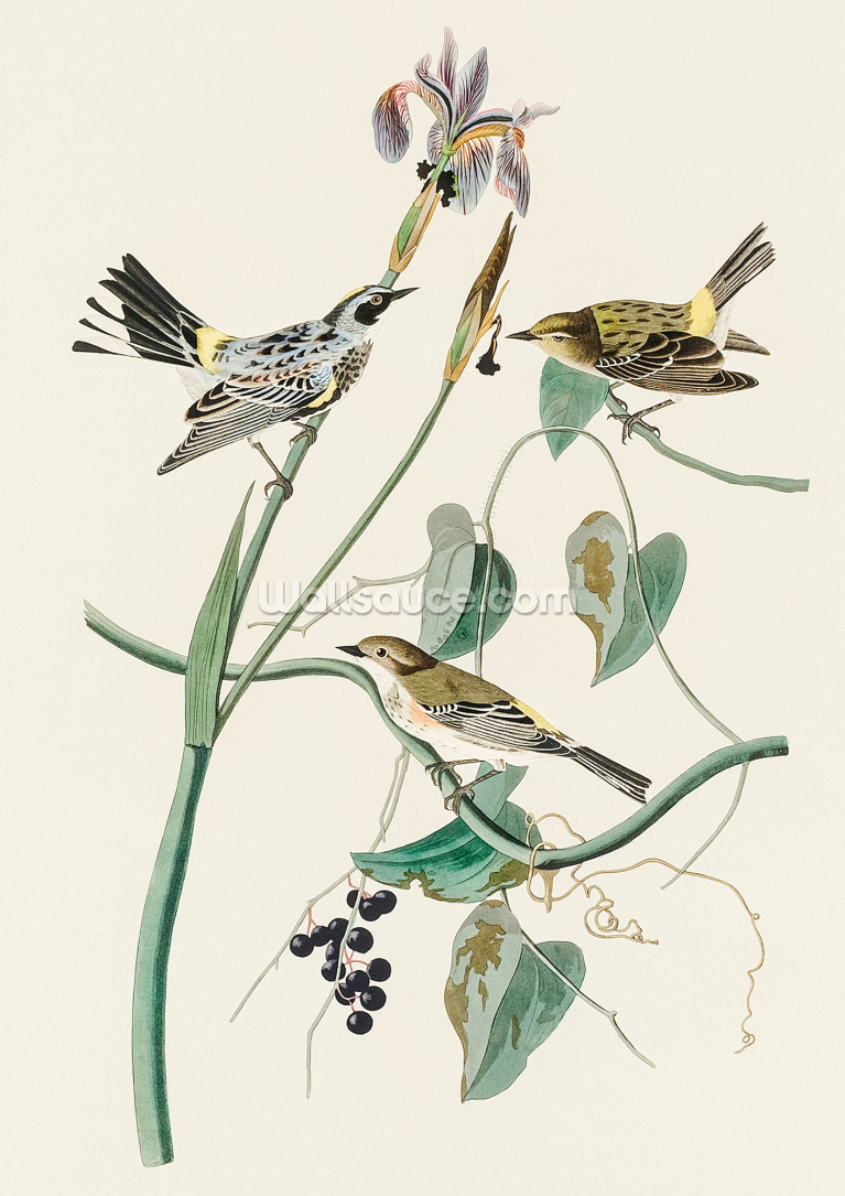 Yellow Crown Warbler Yellow Crown Warbler
