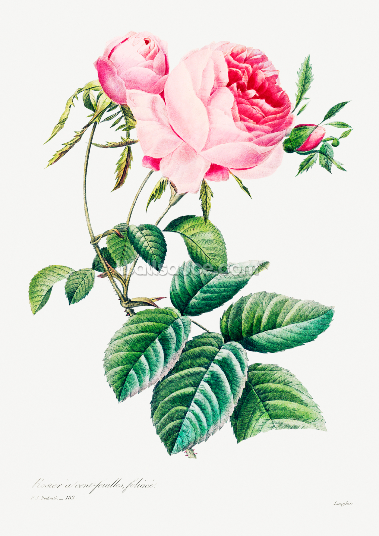 Cabbage Rose Cabbage Rose
