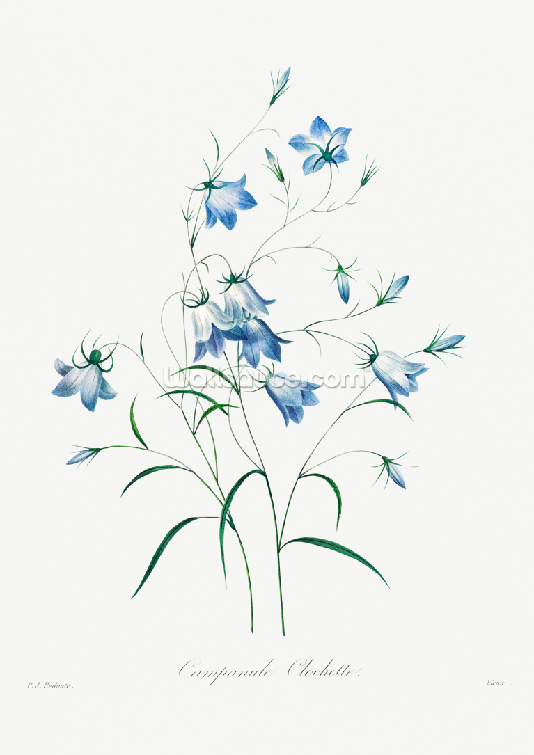 Campanule Campanule