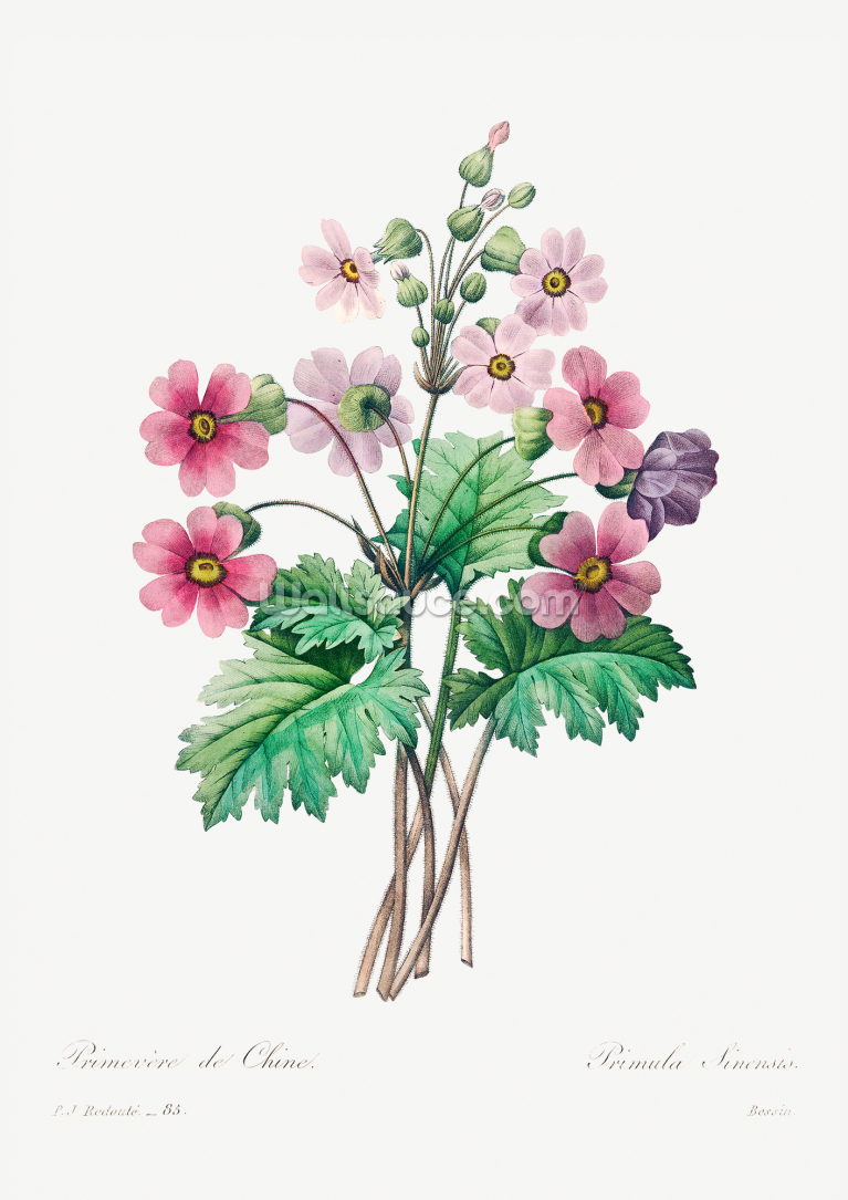 Chinese Primrose Chinese Primrose