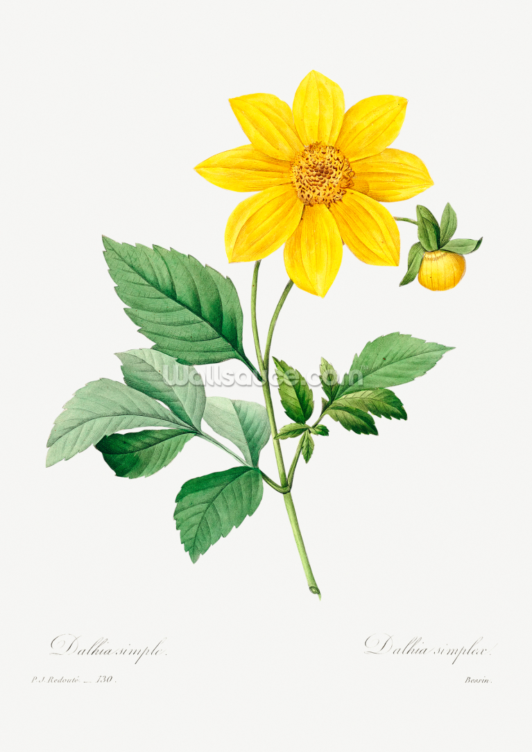 Dahlia Dahlia