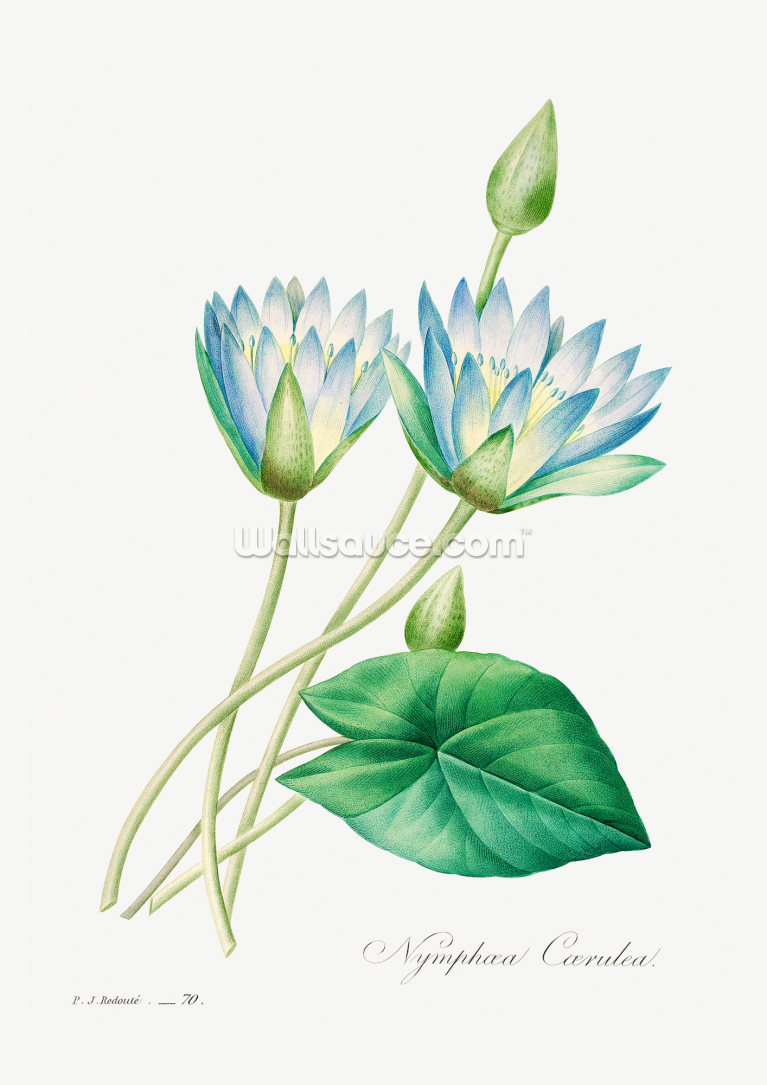 Egyptian Lotus Egyptian Lotus