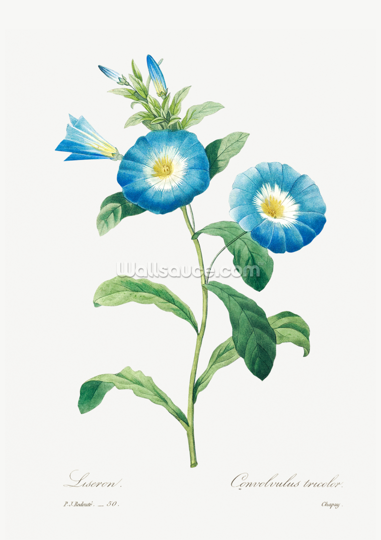 Field Bindweed Field Bindweed