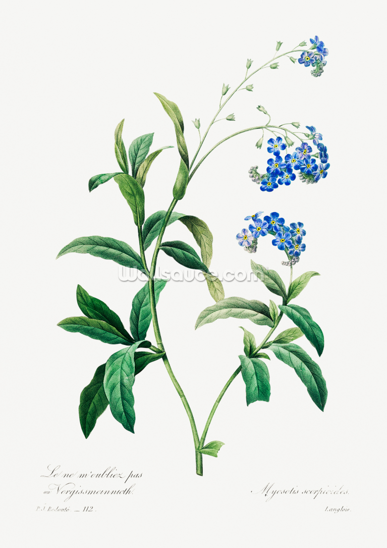Forget Me Not Forget Me Not