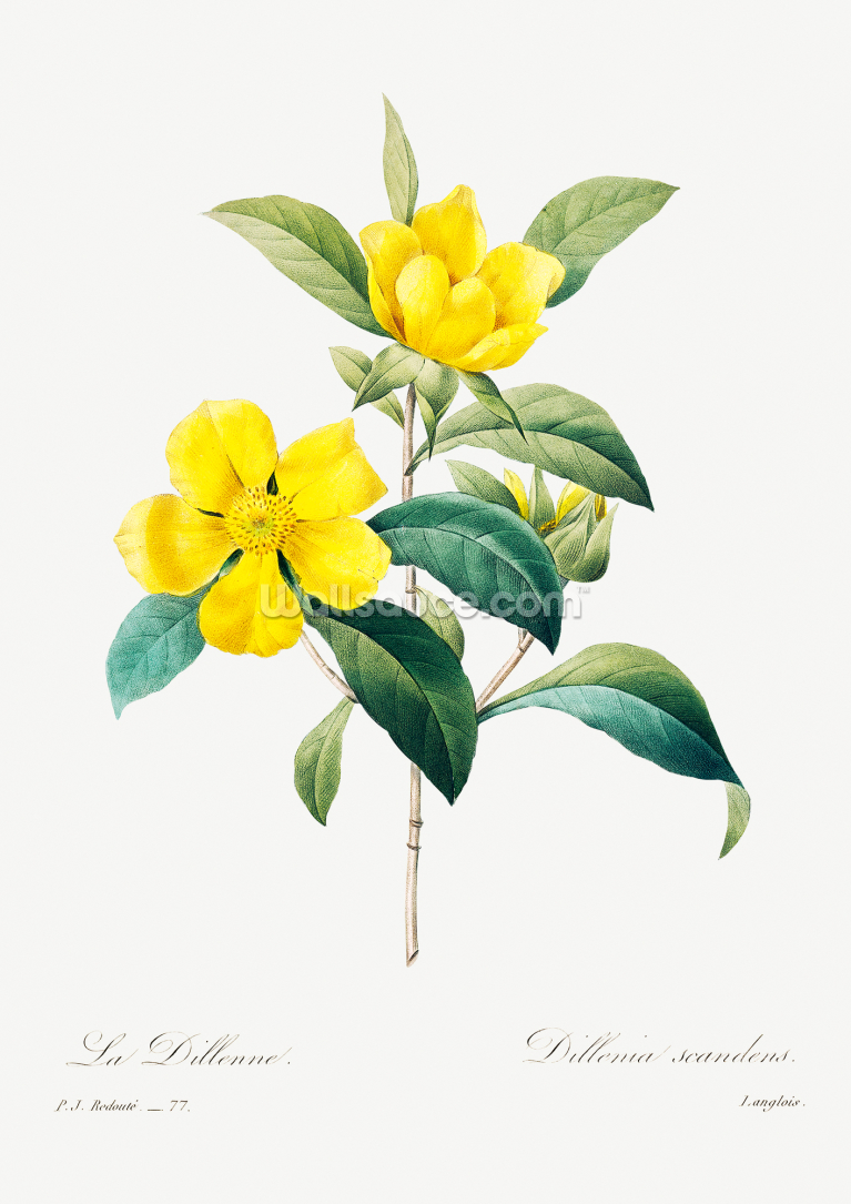 Golden Guinea Vine Golden Guinea Vine