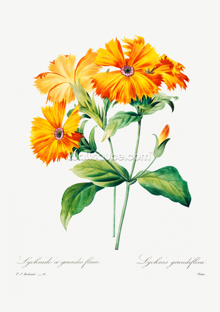 Lychnis Grandiflora Lychnis Grandiflora