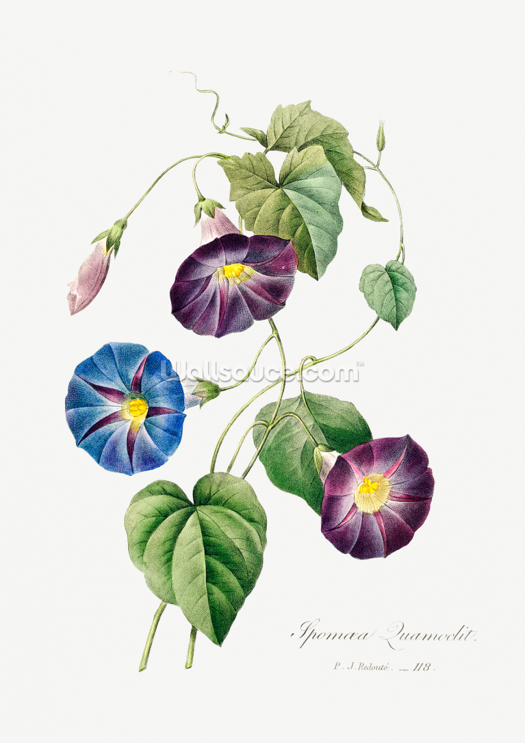 Morning Glory Morning Glory