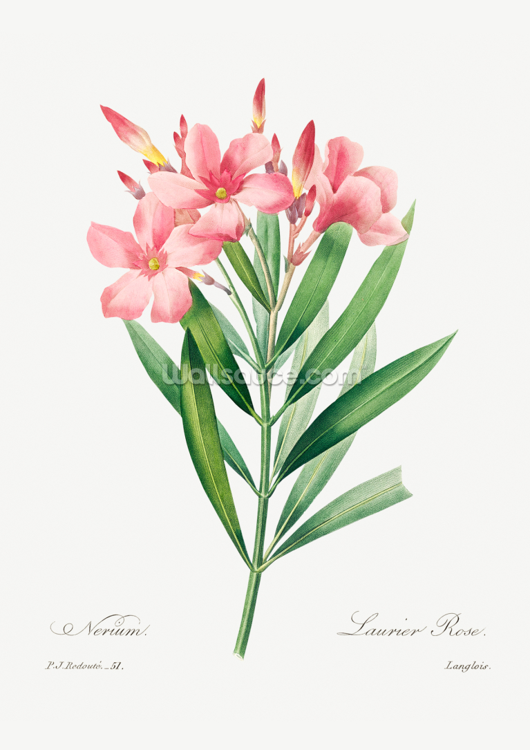 Oleander Oleander