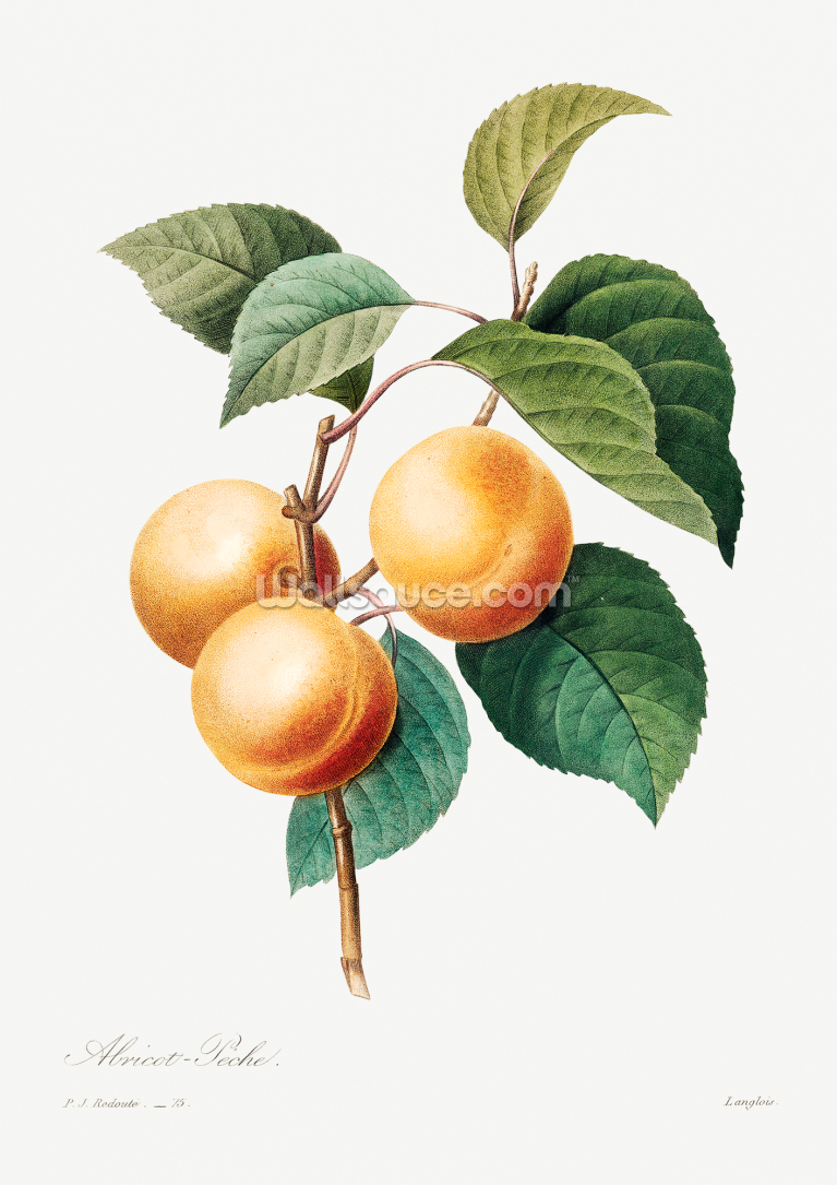 Peaches Peaches