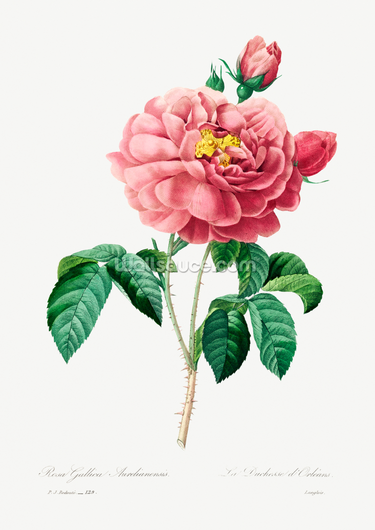 Pink Rose Pink Rose