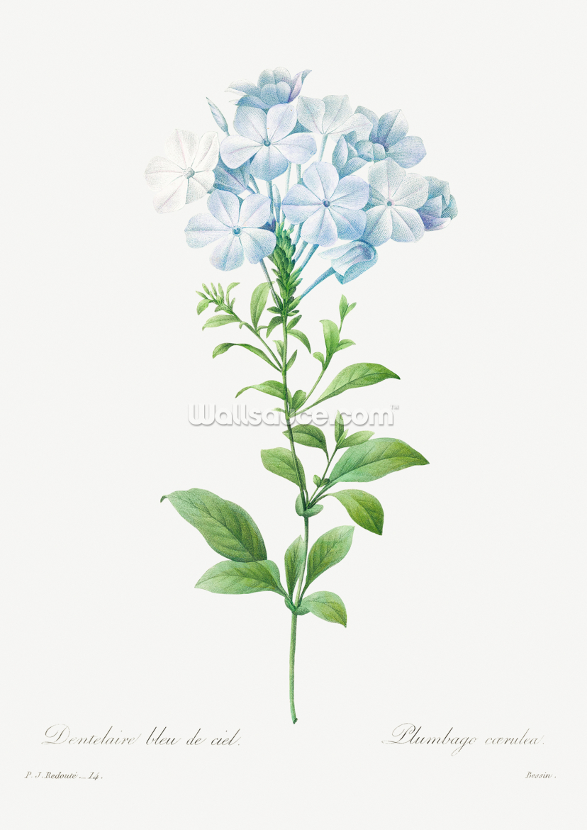 Plumbago Caerulea Plumbago Caerulea