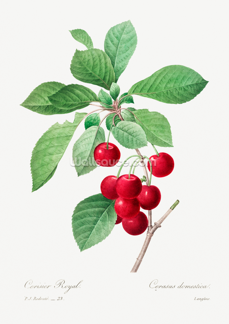 Red Cherry Red Cherry