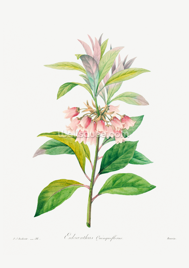 Redvein Enkianthus Redvein Enkianthus