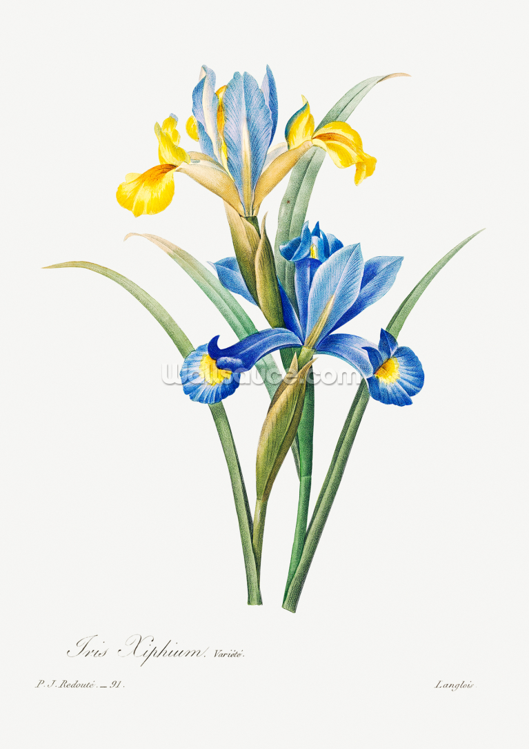 Spanish Iris Spanish Iris